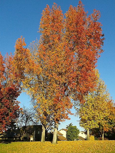 fall-color-liquidambar-Anne-of-Green-Gardens