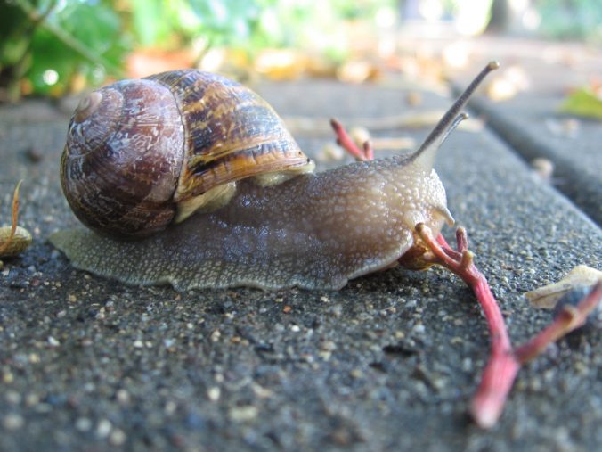 snail-trap-anne-of-green-gardens