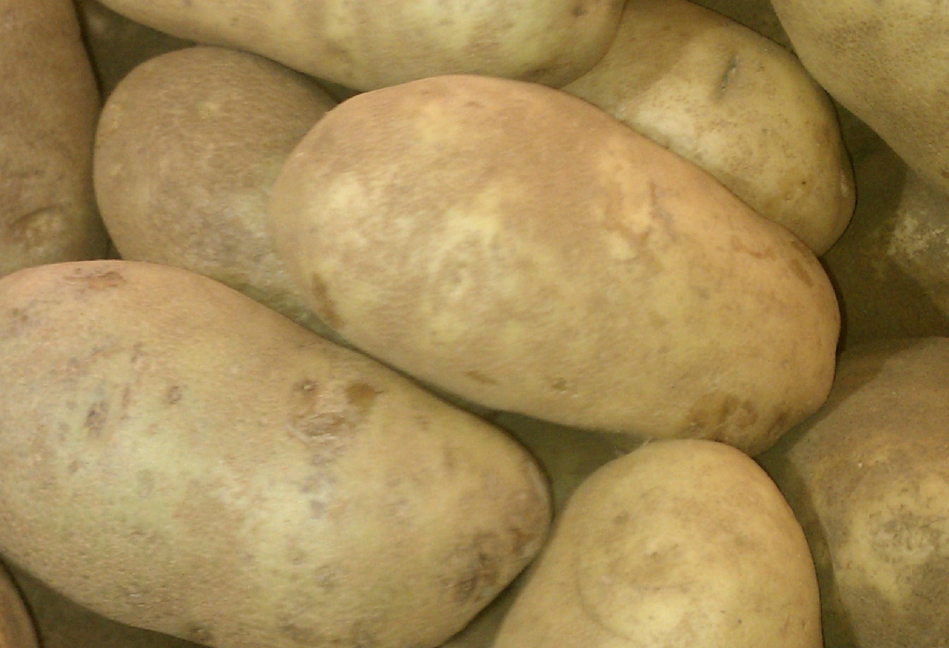 russett potatoes
