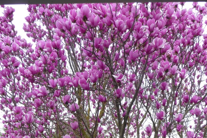 Magnolia blossoms blogpost