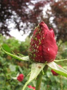 Aphids on rosebud