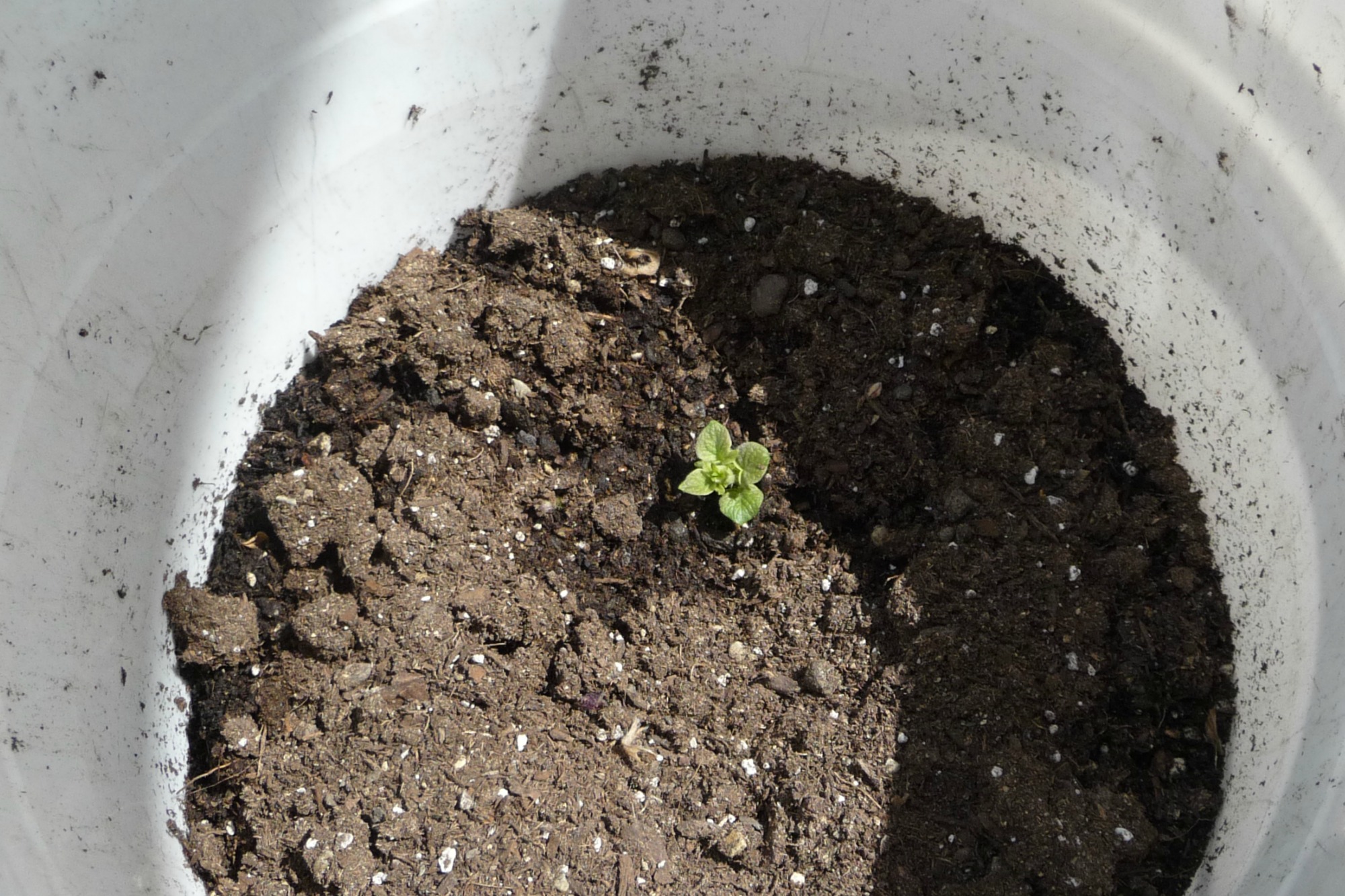 potato-sprout-in-bucket-Anne-of-Green-Gardens