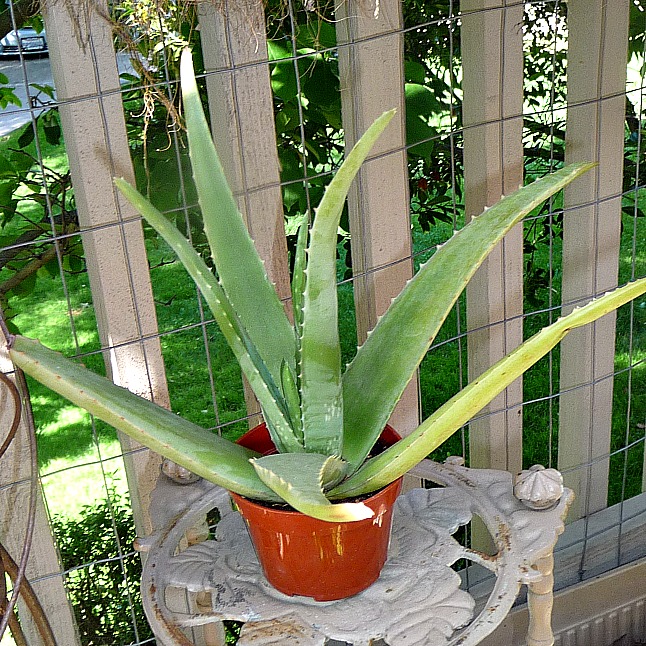 aloe-Anne-of-Green-Gardens