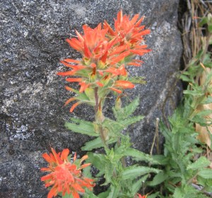 indian-paintbrush-wildflowers-Anne-of-Green-Gardens
