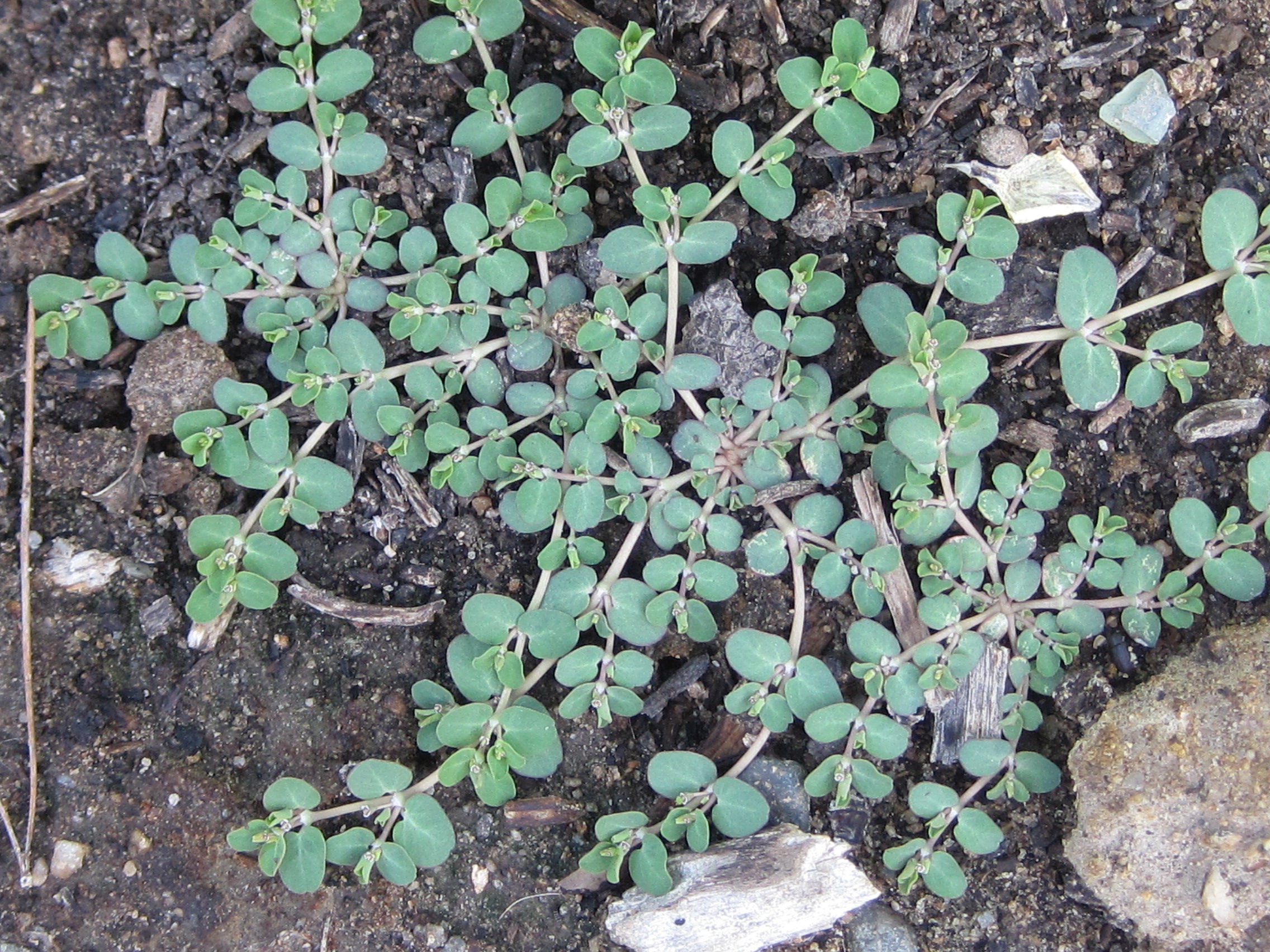 Purge That Spurge Anne Of Green Gardens, How To Get Rid Of Ground Cover Plants