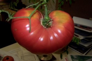 Mortgage lifter tomato