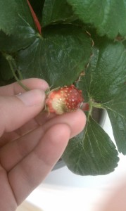 misshapen strawberries