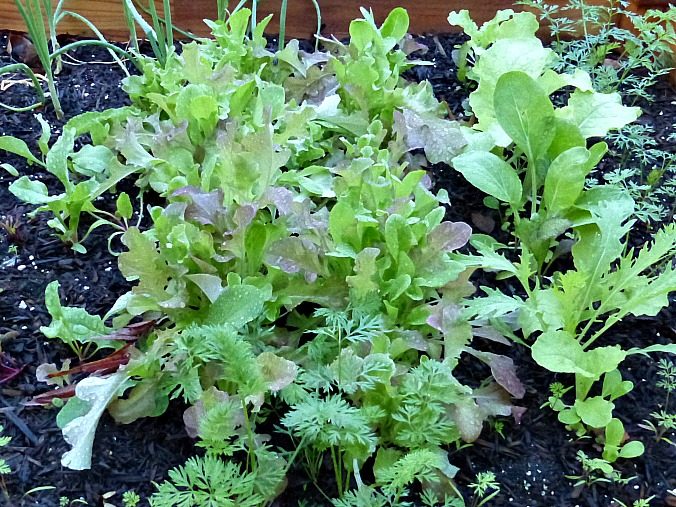 lettuce-Anne-of-Green-Gardens