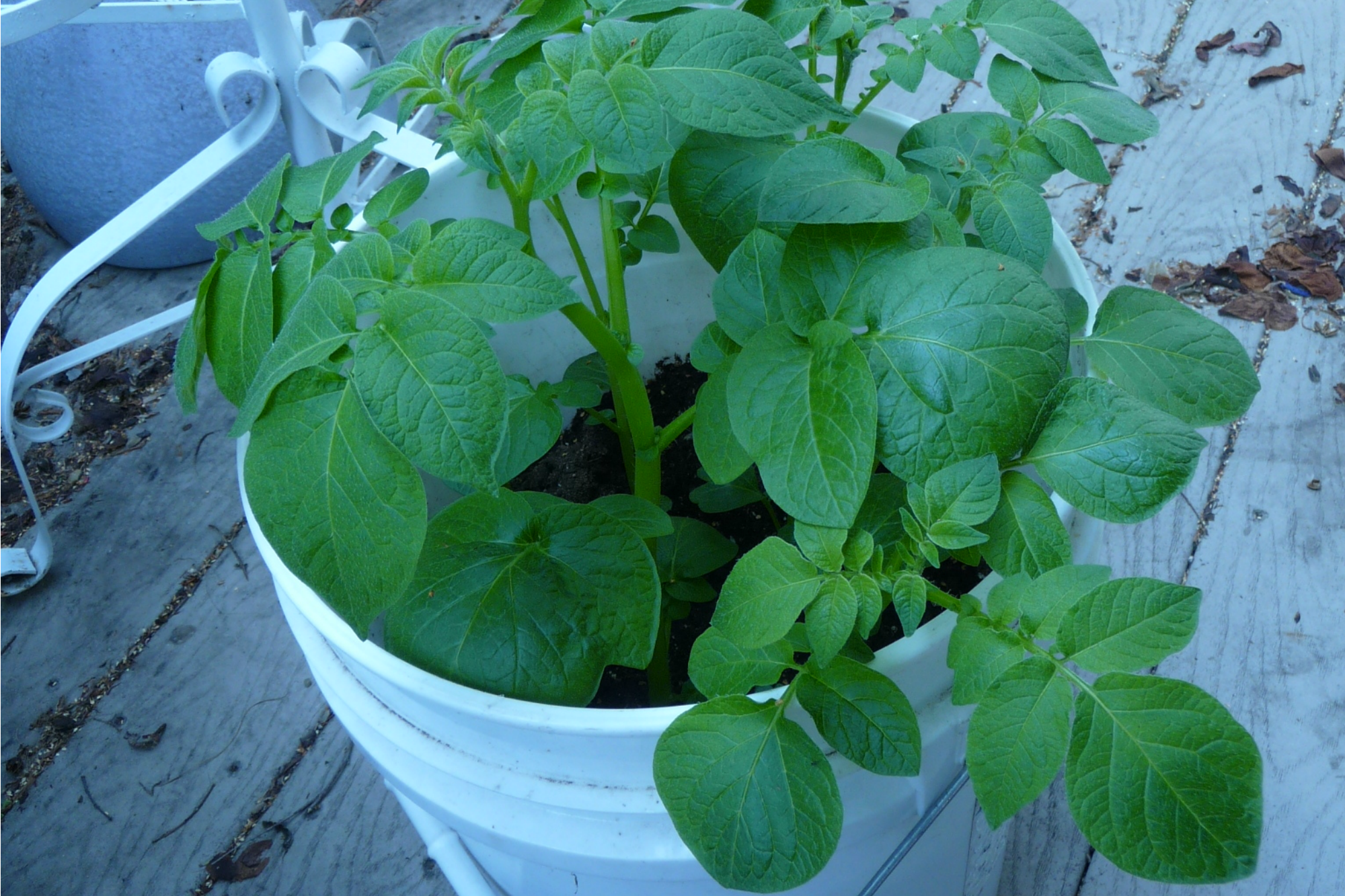 Potato-in-a-bucket-Anne-of-Green-Gardens