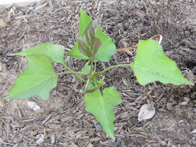 young sweet potato plant Anne of Green Gardens