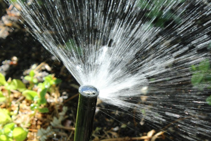 Sprinkler watering plants Anne of Green Gardens