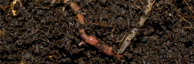 Banner-compost-worms