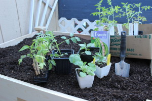 Here are a few of the plants I put in the cedarcraft planter.