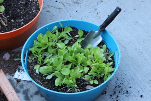 This tub was great for growing greens in spring, but will it work for cucumbers in summer?