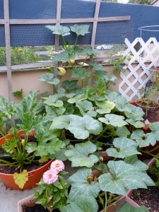 Container pumpkin takes over the patio