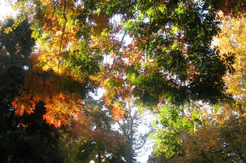 fall color occurs in many deciduous trees