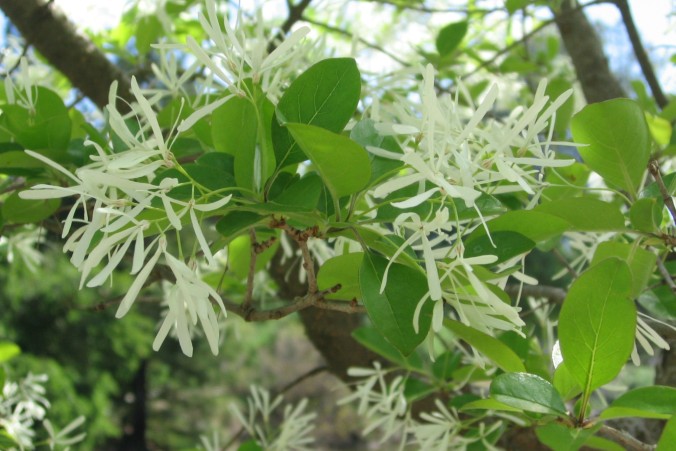 chinese-fringe-tree-Anne-of-Green-Gardens