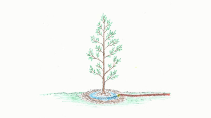 Landscape Gardening Planting and Watering A Tree Anne-of-Green-Gardens