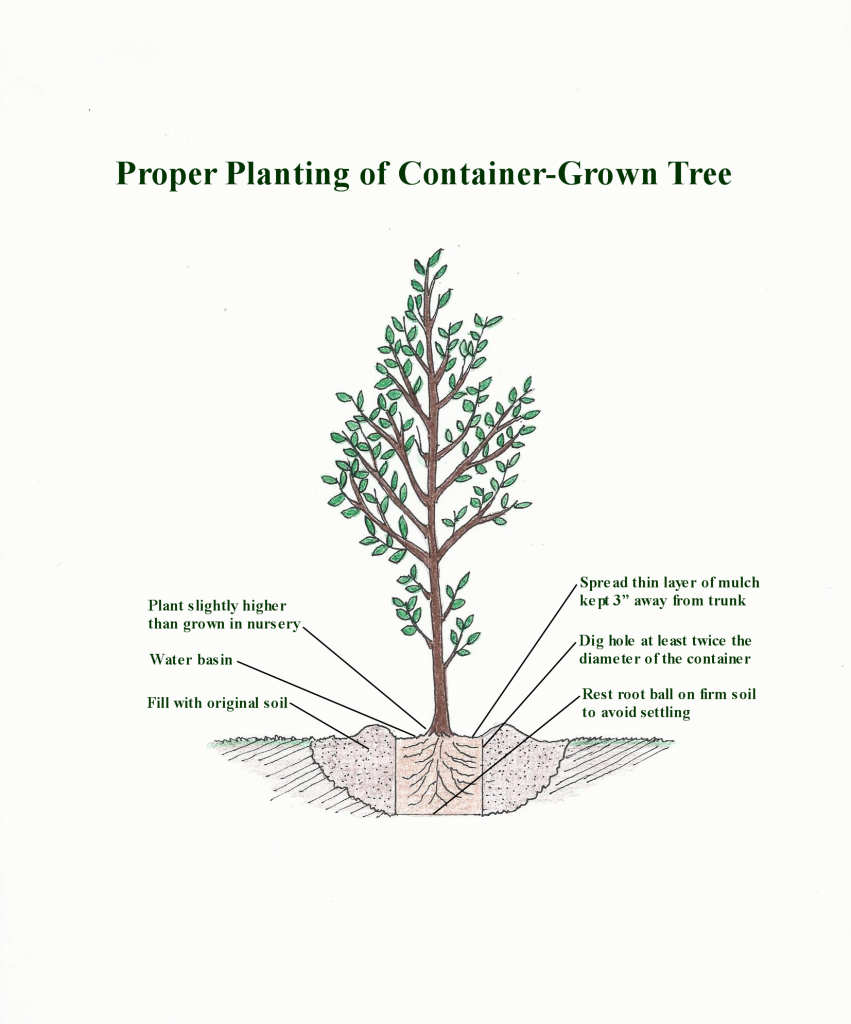 Planting a Tree Anne of Green Gardens