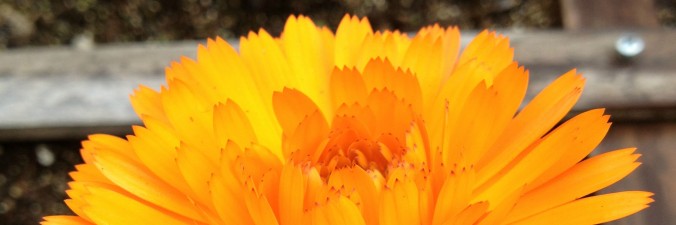 Annual Flowers banner, picture of calendula - Anne of Green Gardens