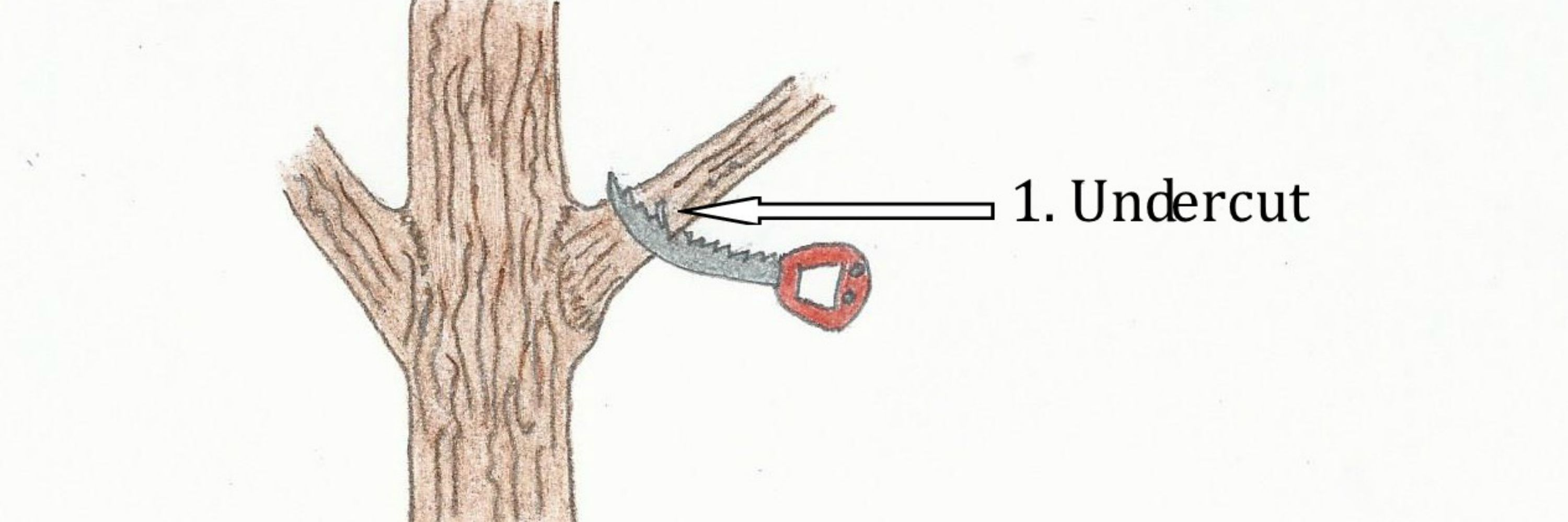Tree Training and Tree Pruning Banner - Image of Tree Pruning Example