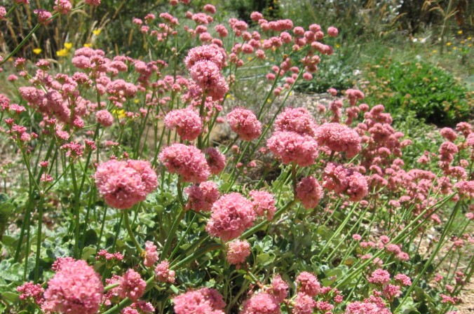 red-buckwheat-Anne-of-Green-Gardens