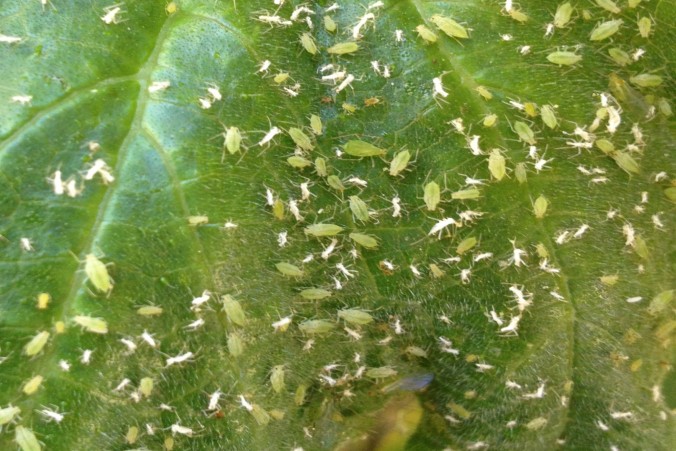 Aphids and their skins (white) on a leaf, banner for Anne of Green Gardens