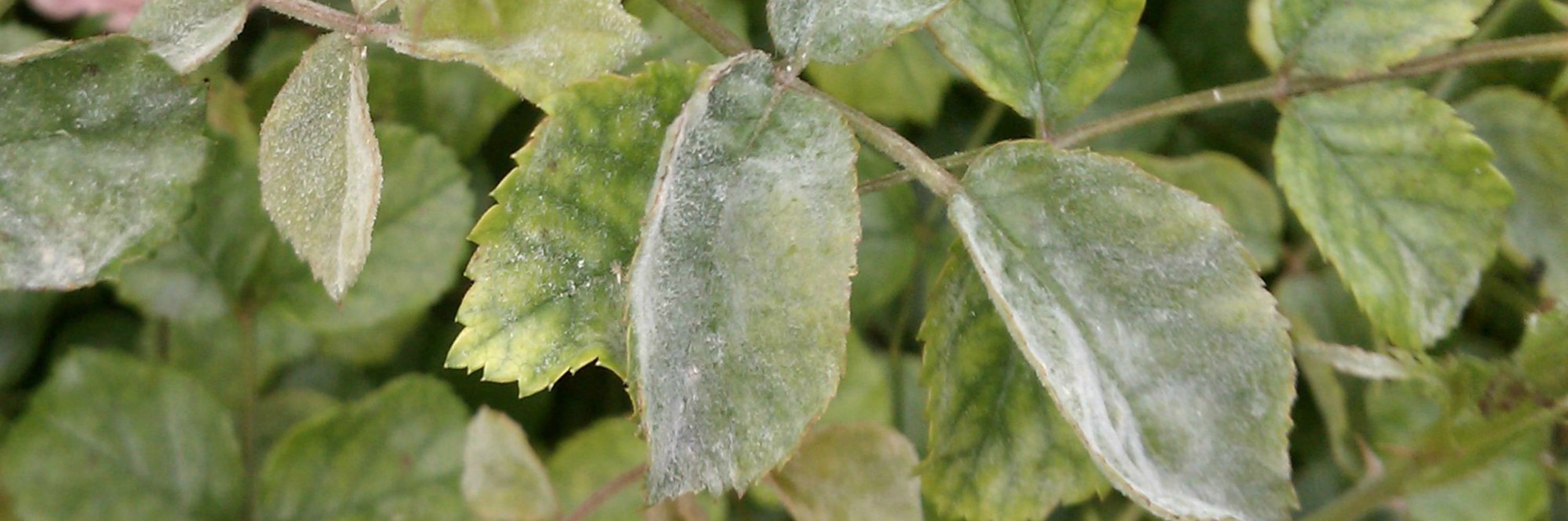 Powdery mildew disease on a rose leaf, Anne of Green Gardens