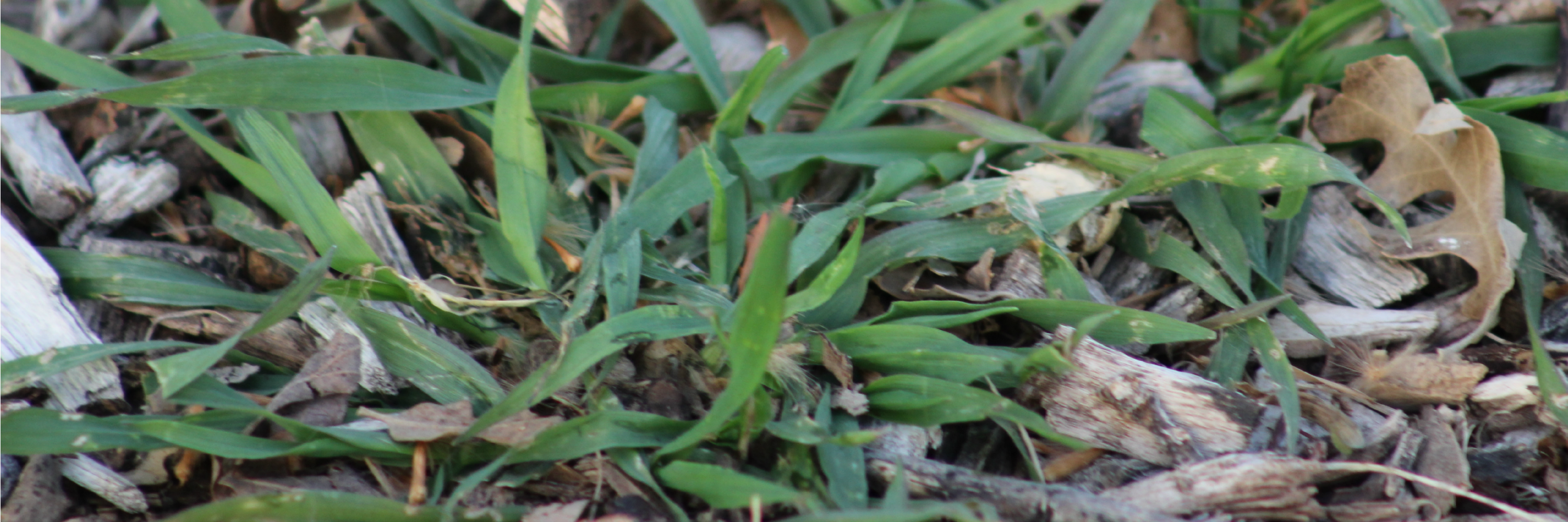 Weed growing, Crabgrass Banner for Anne of Green Gardens