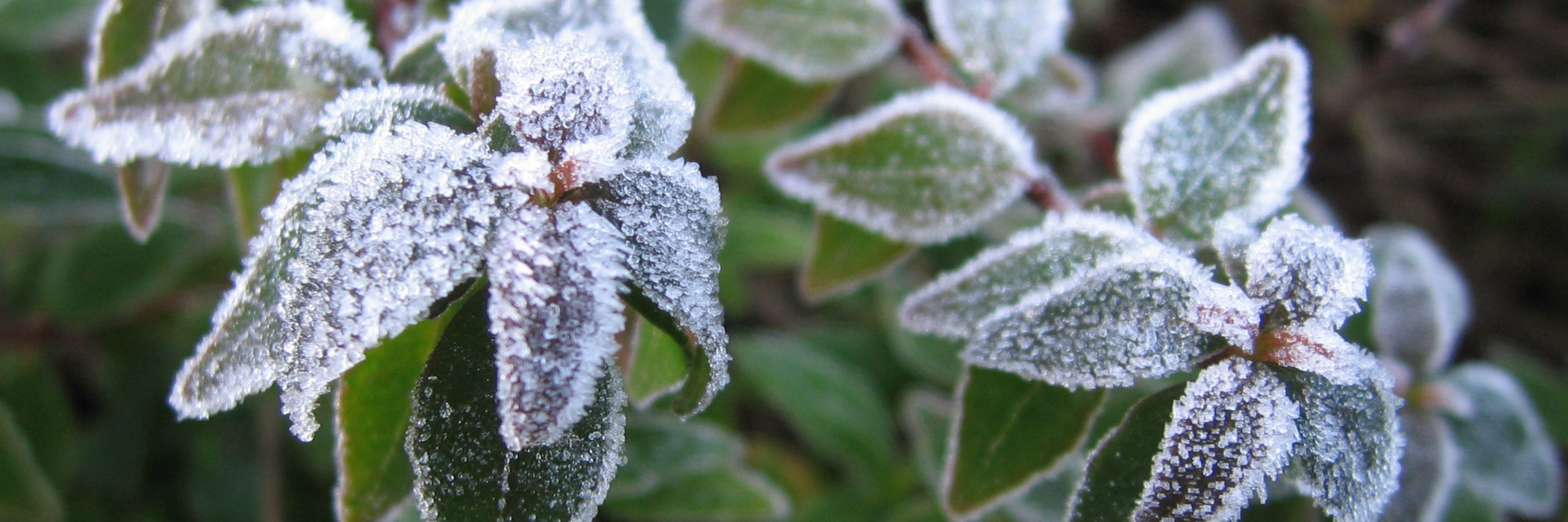 Frost Banner for abiotic plant problems, picture of plant with frost crystals on it for Anne of Green Gardens