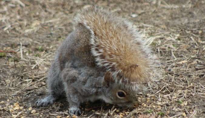 Banner for Animal pests, picture of squirrel