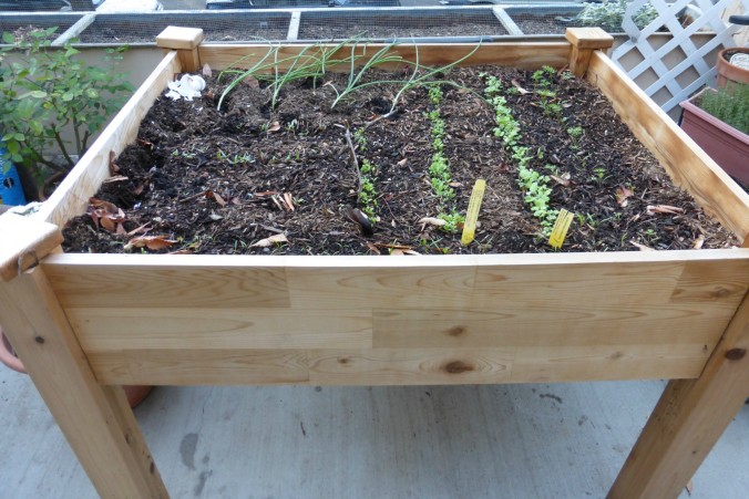 Cedarcraft planter filled with vegetable seedlings