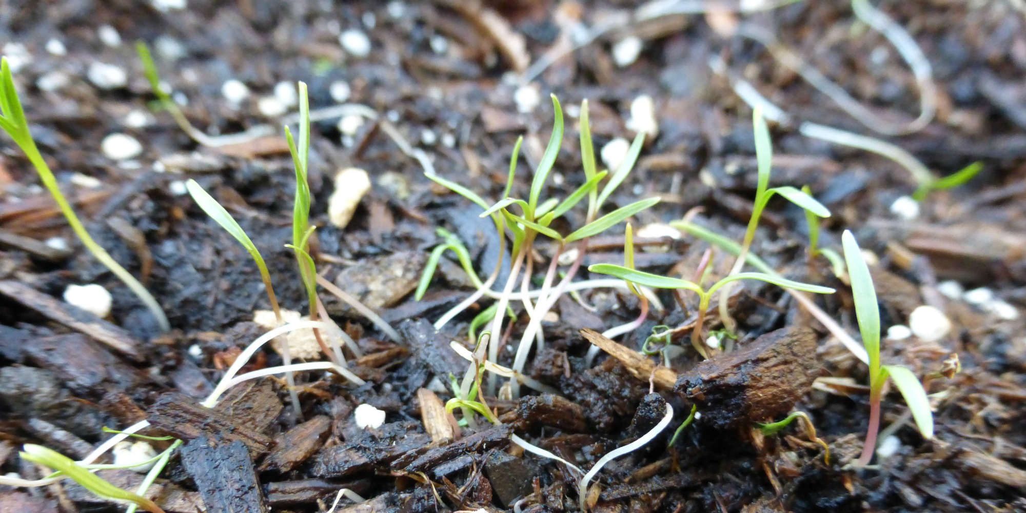 newly sprouted carrot seeds