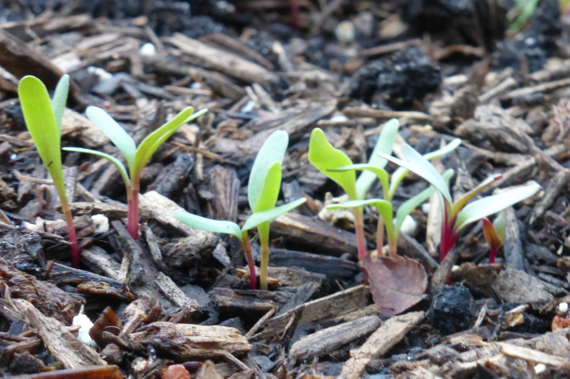 tiny beet seedlings