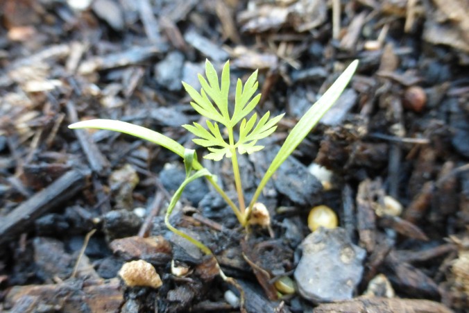 tiny carrot seedling