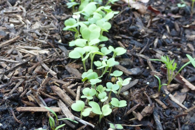 tiny lettuce seedlings