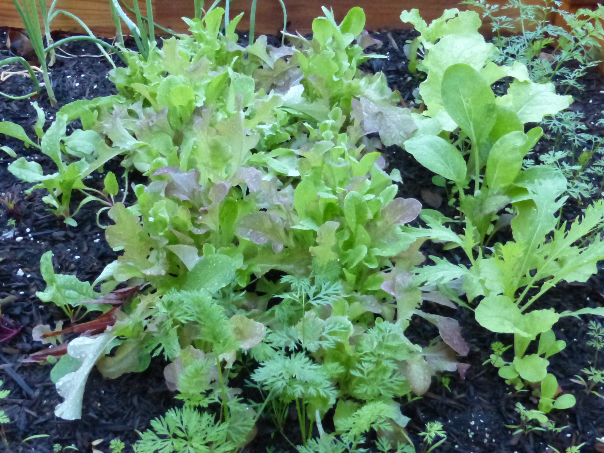 leaf-lettuce-Anne-of-Green-Gardens