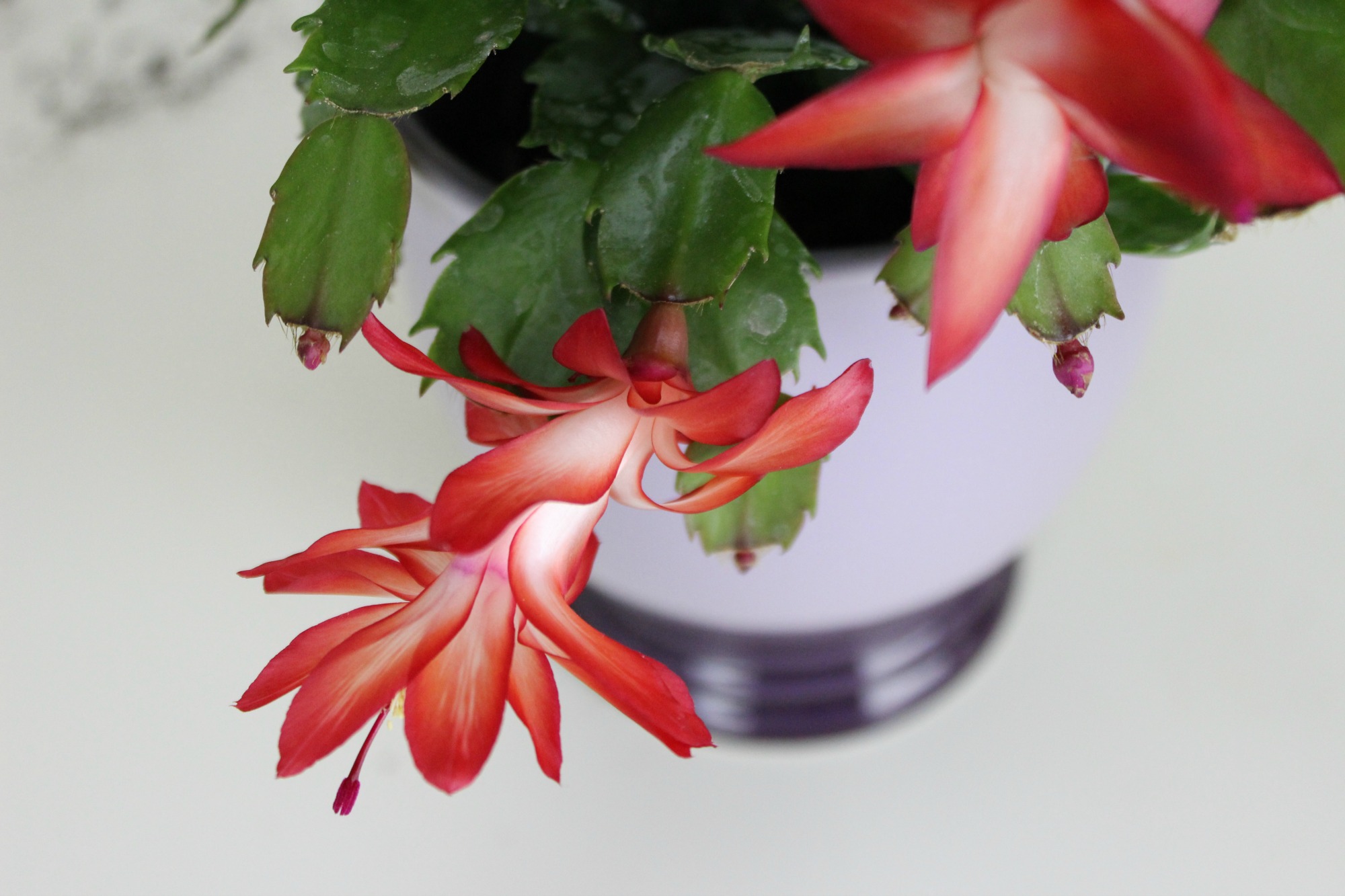 Christmas cactus 2 Anne of Green Gardens