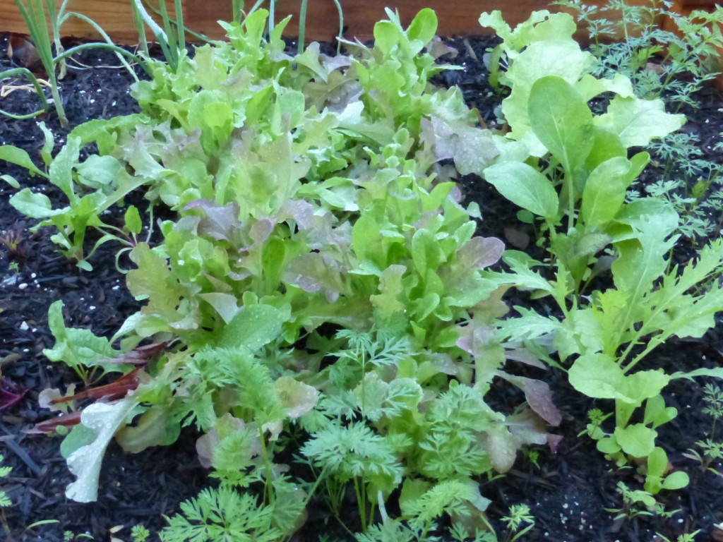lettuce-harvest-photo-video-Anne-of-Green-Gardens