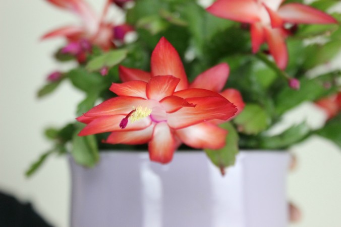 christmas-cactus-Anne-of-Green-Gardens