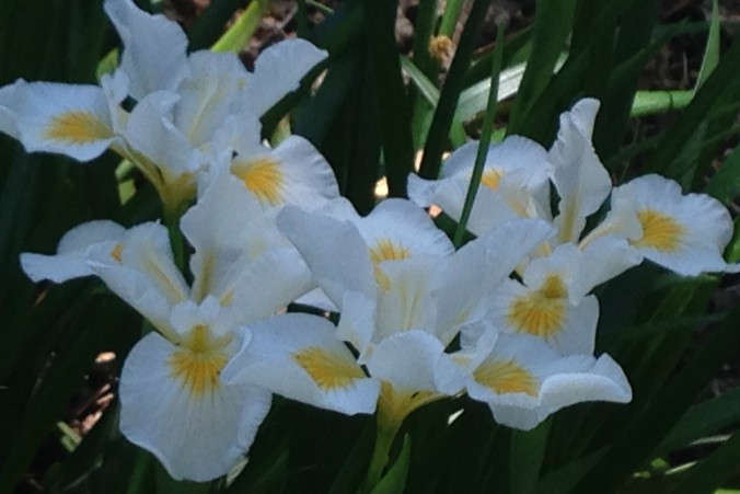 pacific coast iris white Anne-of-Green-Gardens