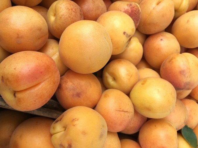 apricots-anne-of-green-gardens