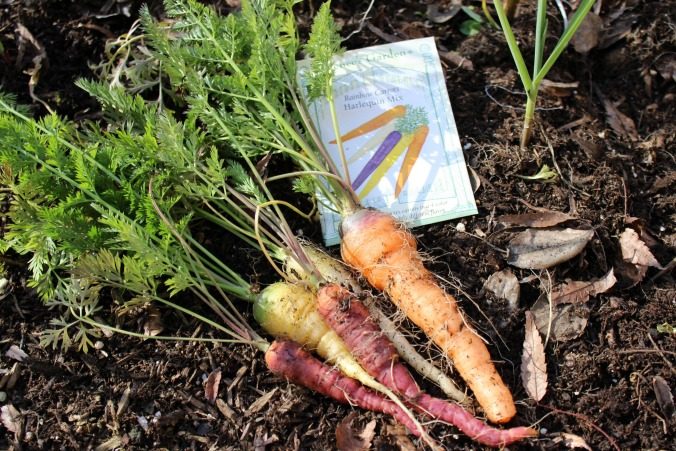 colorful-carrots-renees garden