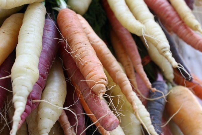colorful-carrots-Anne-of-Green-Gardens