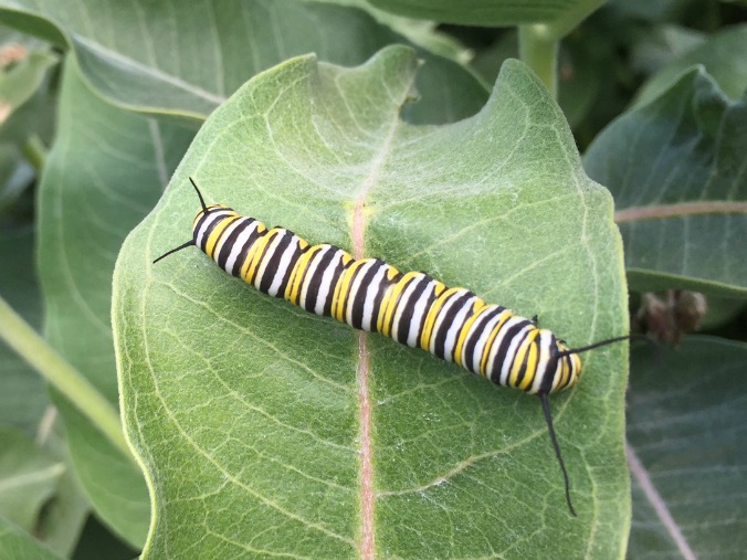 monarch-caterpillar-Anne-of-Green-Gardens