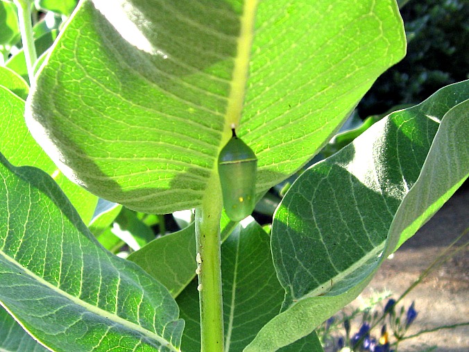 monarch-chrysalis-Anne-of-Green-Gardens