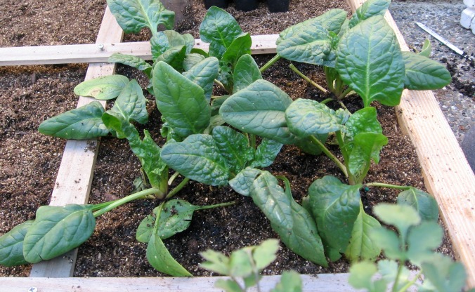 winter-vegetables-spinach-anne-of-green-gardens