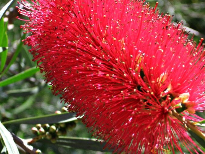 Bottle brush flower. [H.Guenther]