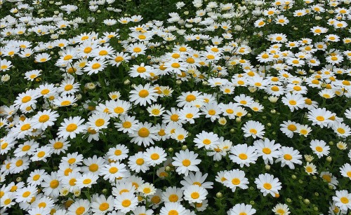 Chyrsanthemum daisy.