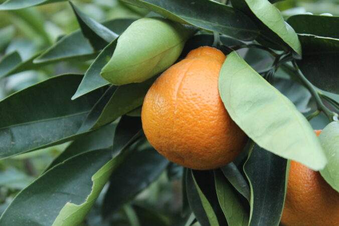 Green leaves with an orange fruit hanging.